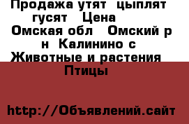 Продажа утят, цыплят, гусят › Цена ­ 55 - Омская обл., Омский р-н, Калинино с. Животные и растения » Птицы   